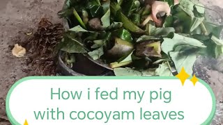 How to fatten pigs with cocoyam leaves and chicken feed👍 please like share and subscribe [upl. by Marala]