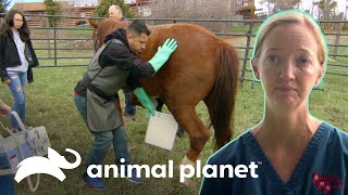 Tratamento para artrite na pata de um cavalo  Veterinário das Montanhas  Animal Planet Brasil [upl. by Kalmick]