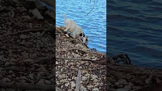 Wild Goat Drinking Adventure by the Lake shorts animals goat nature wildlife wildgoat [upl. by Castera]