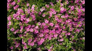 746 Grow amp care for Mexican Heather Elfin HerbHawaiian HeatherMexican Heather की देखभाल Hindi [upl. by Annaj]