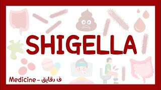 Shigella shigellosis bacillary dysentery شرح بالعربي [upl. by Catriona383]