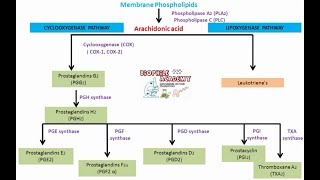 Prostaglandins  pharmacology [upl. by Dine]