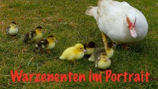 Warzenenten im Rasseportrait  Alte Nutztierrassen Folge 10  Naturbrut Farbschläge Haltung Zucht [upl. by Einnaoj]