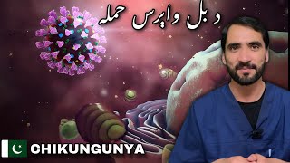 Chikungunya Virus  Symptoms and Treatment [upl. by Lail]