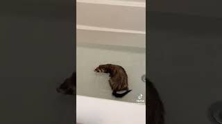 Ferret Tiktok competition not my tiktoks 14 [upl. by Orford833]