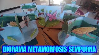 MEMBUAT DIORAMA METAMORFOSIS SEMPURNA [upl. by Harley]