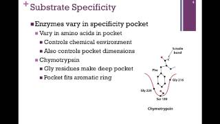 040Substrate Specficity [upl. by Auguste]