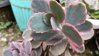 variegated kalanchoe so easy to care •gardening [upl. by Aiuhsoj]