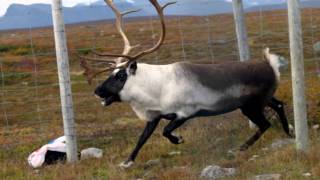 Samiska nationalsången  the Sámi Nationalanthem [upl. by September419]