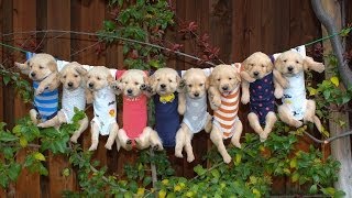 Most Adorable Golden Retriever Puppies  Family Fun Pack [upl. by Reginauld]