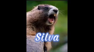 Marmota chamando 🤗 Silva [upl. by Post]