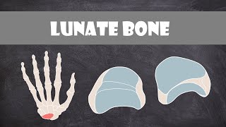 Lunate Bone  Anatomy [upl. by Oiuqise]