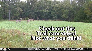 Cool trail cam video from the Missouri Ozarks [upl. by Oznol460]