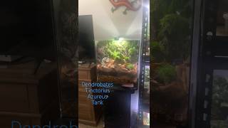 One of my dart frog builds 🐸 diy moss plant plants terrarium frog frogs trending awesome [upl. by Nazus]