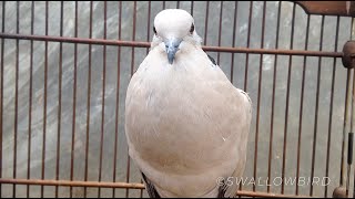 Mourning dove call  coo  sounds  Bird  Dove Sound Effect  Doves cooing [upl. by Flanders]