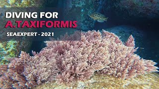 Harvesting Asparagopsis taxiformis seaweed  seaExpert  2021 [upl. by Brigette]