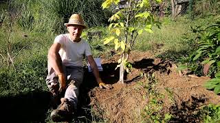 Video 163  Asimina triloba il banano di montagna [upl. by Kcirednek]