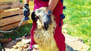 Valois Blacknose sheep shearing in Austria Walliser Schwarznasen Schafschur July 2024 [upl. by Ylrebmit928]