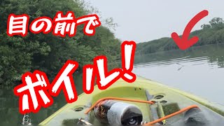 鬼怒川バス釣りトップウォーター カヤックフィッシングfishing バス釣り ボイル撃ち [upl. by Korten]