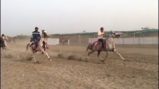 raval horse show at surat horse fair 2018 [upl. by Eli362]