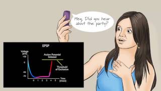 Action Potential  neurone  BioPsychology [upl. by Akcirret]