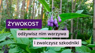 Żywokost lekarski  odżywisz nim warzywa i zwalczysz szkodniki Gnojówka i wywar z żywokostu [upl. by Xanthus]