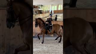 Dressage relatable equestrian fypシ゚viral dressage goviral horse pretty getviral edit [upl. by Beedon63]