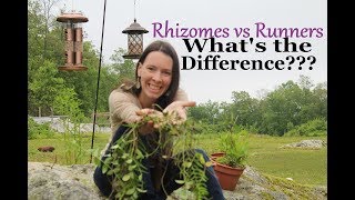 Plant Identification Rhizomes vs Runners  Understanding the Difference [upl. by Hailahk]