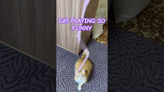 CAT PLAYING SO FUNNY cat cutecatsounds catlover cute cuteecats catmeowing cutecat [upl. by Booma]