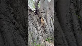 This never been easy see how they put down from top of the baobab tree [upl. by Hibbs]