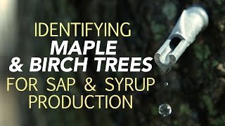 Identifying Maple amp Birch Trees For Sap amp Syrup Production [upl. by Ocinemod]