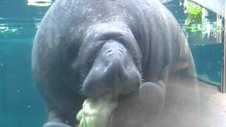 Baby manatee eating lettuce [upl. by Eical]