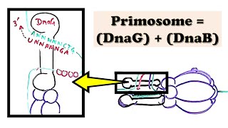 DNA Replication Prokaryote INITIATION  Helicase and Primase make the RNA Primer during INITIATION [upl. by Ecinahs]