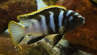 How to Breed Mbuna Cichlids [upl. by Einaffit881]