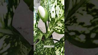 Aglaonema snow white flower thenaturalflowers [upl. by Yenterb]