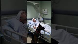 The police dog accompanied its owner in the hospital The police dog saw its owner waking up [upl. by Damha]