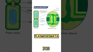 PLASMODESMATA Structure And Function  Protoplasmic Bridge of Plant Cell neet biology [upl. by Nahtnahoj]