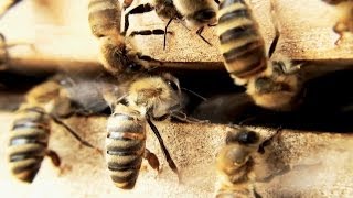 Bienen Honigernte und viel mehr  Imkerverein Besigheim führt durch das Bienenjahr [upl. by Daile]