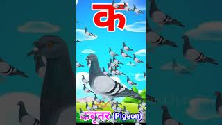 Ka se Kabutar Pigeon means Kabutar trending shorts viral [upl. by Huston]