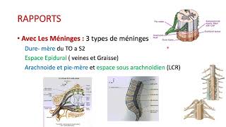 Histologie  de la moelle épinière  cours de 2 ème année médecine [upl. by Leuams]