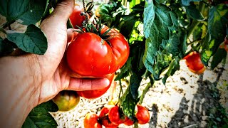 GIANT CRIMSON Tomato REVIEW and Growing Tips  RARE Heirloom [upl. by Charley573]