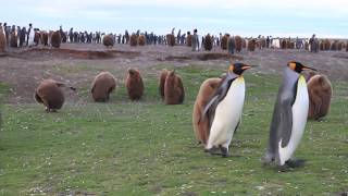 🐧 Baby Penguins Jump Off 50Foot Cliff in Antarctica penguins [upl. by Shirley]