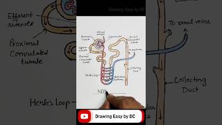 Nephron diagram  nephron diagram drawing  nephron drawing easy  nephron drawing  Nephron shorts [upl. by Lenette]