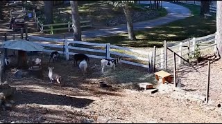 241011 Mini Donkeys Mini Horse Goats All Together Now Goldys Farm YT 12241359 [upl. by Junno743]