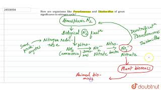 How are organisms like Pseudomonas and Thiobacillus of great significance in nitrogen cycle [upl. by Waechter]