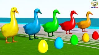 Learn Colors with Duck lay Eggs Colors Cartoon for Kids [upl. by Sivert]