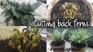 CUTTING BACK FERNS  FERNS PRUNING DRYOPTERIS AFFINIS How to prune ferns [upl. by Sabas525]