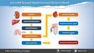 SISTEMA RENINA ANGIOTENSINA ALDOSTERONA [upl. by Nehepts]