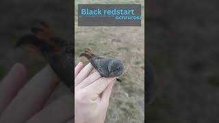 Beautiful female Black redstart Phoenicurus ochruros 🐦 shorts [upl. by Anitsyrc]