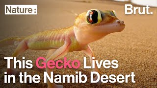 This Gecko With Huge Eyes Lives in the Namib Desert [upl. by Ayyn]